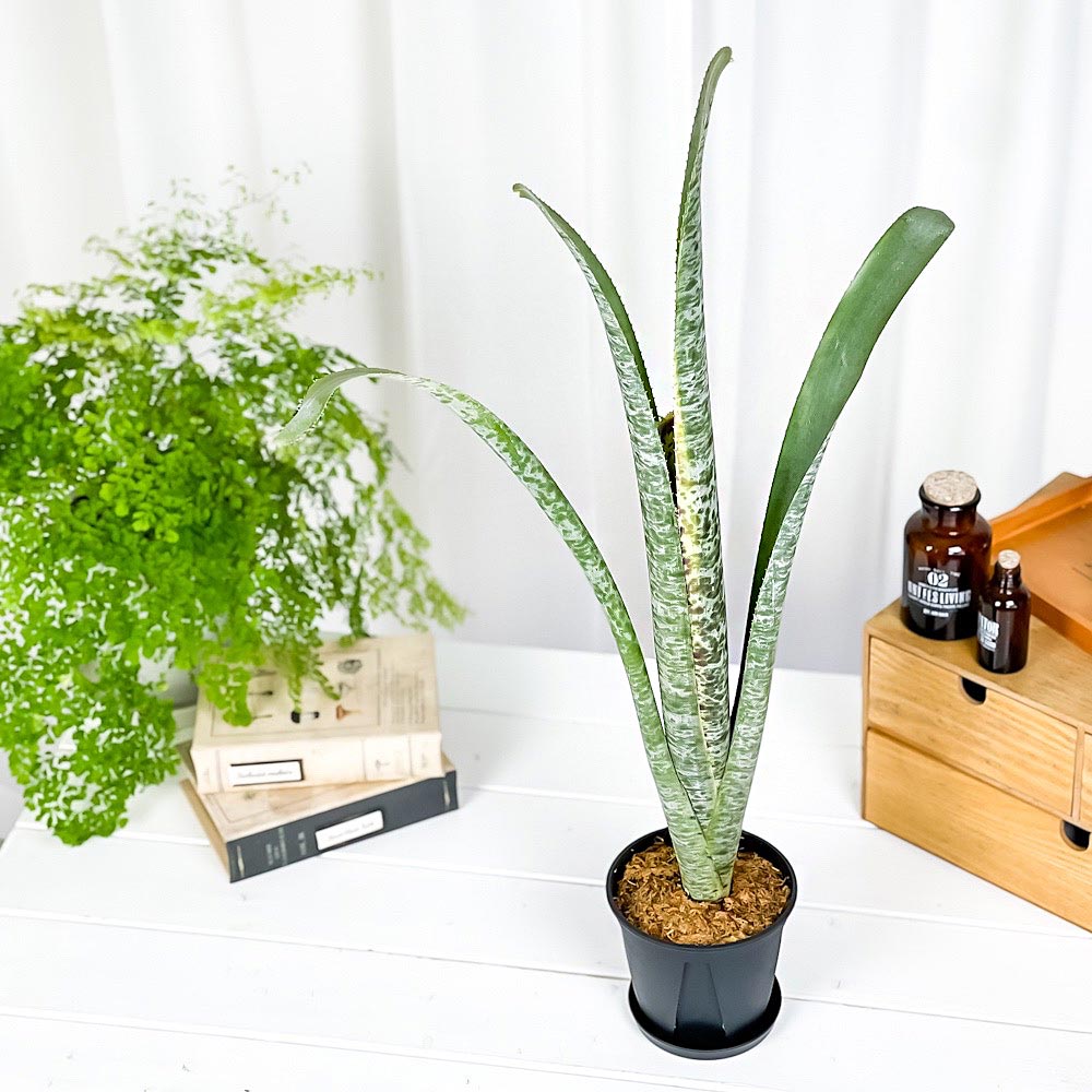 PLANCHU 観葉植物 ケスネリア マルモラータ 4号鉢 受け皿付き 育て方説明書付き Quesnelia marmorata ブロメリア