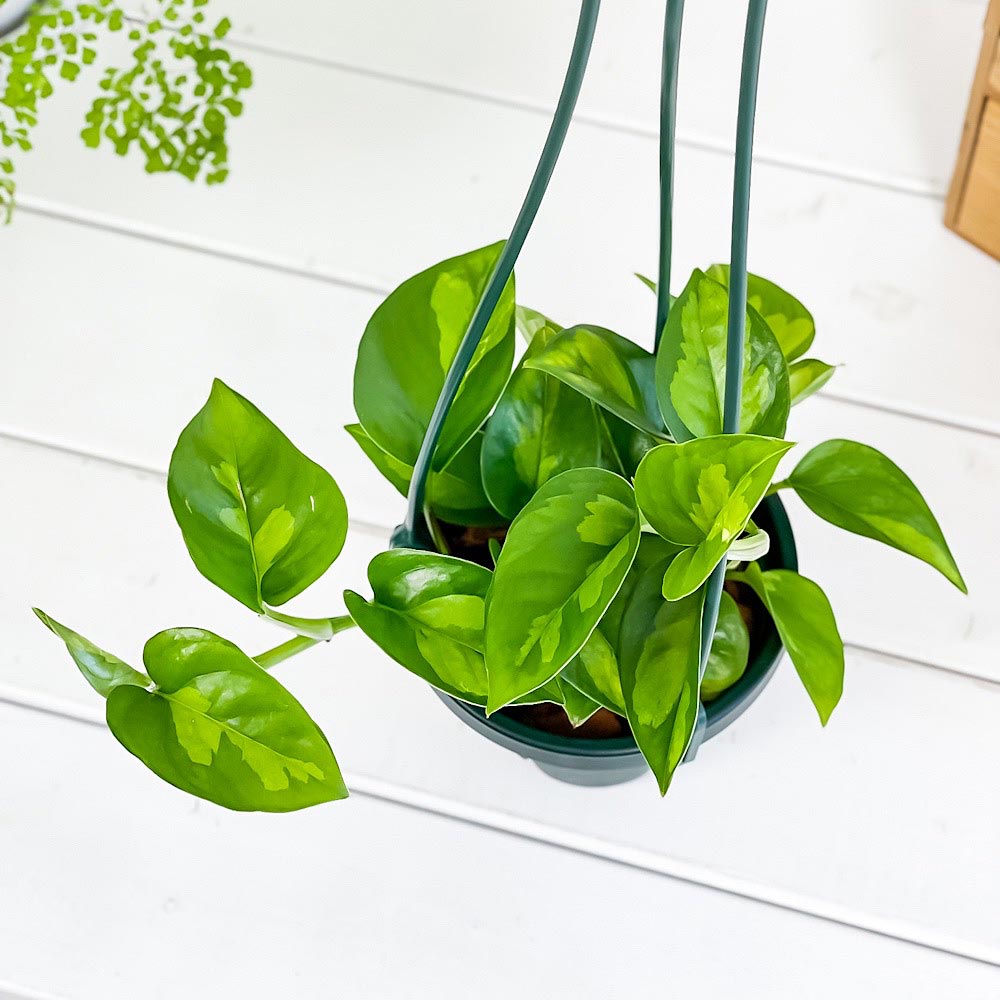 PLANCHU 観葉植物 ポトス グローバルグリーン 4号吊り鉢 育て方説明書付き PVP Epipremnum aureum ‘Global Green’ エピプレムナム アロイド