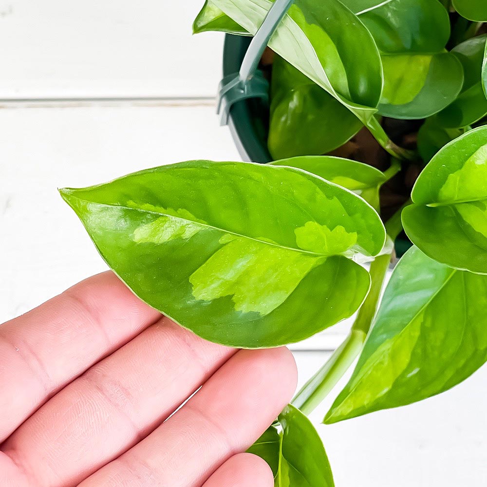 PLANCHU 観葉植物 ポトス グローバルグリーン 4号吊り鉢 育て方説明書付き PVP Epipremnum aureum ‘Global Green’ エピプレムナム アロイド