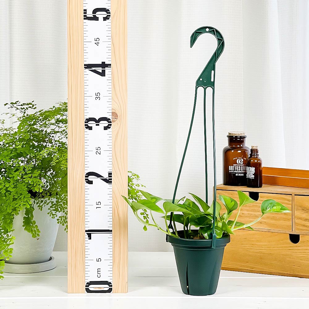 PLANCHU 観葉植物 ポトス グローバルグリーン 4号吊り鉢 育て方説明書付き PVP Epipremnum aureum ‘Global Green’ エピプレムナム アロイド