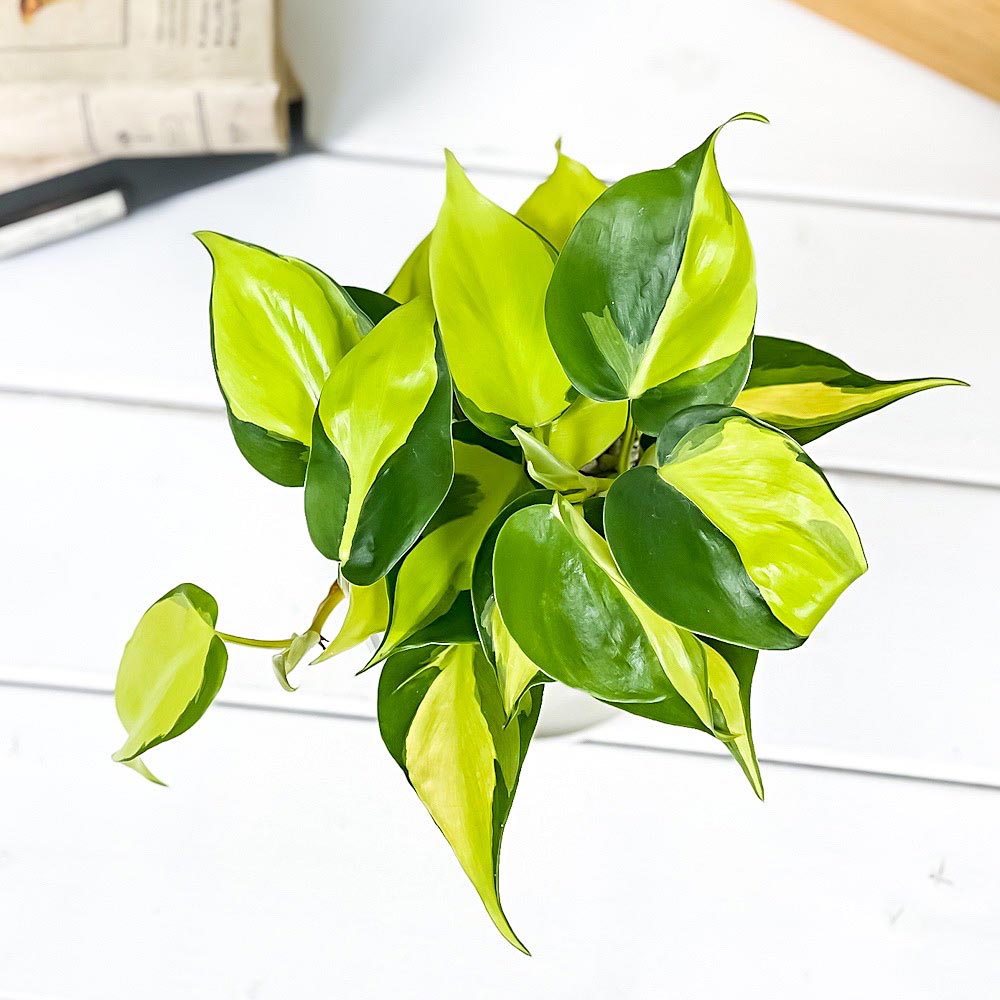 PLANCHU 観葉植物 フィロデンドロン オキシカルディウム ブラジル 3.5号鉢 受け皿付き 育て方説明書付き Philodendron oxycardium ‘Brazil’ 斑入 オキシカルジウム アロイド