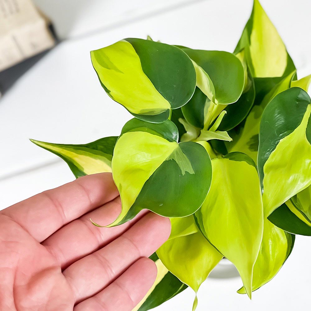 PLANCHU 観葉植物 フィロデンドロン オキシカルディウム ブラジル 3.5号鉢 受け皿付き 育て方説明書付き Philodendron oxycardium ‘Brazil’ 斑入 オキシカルジウム アロイド