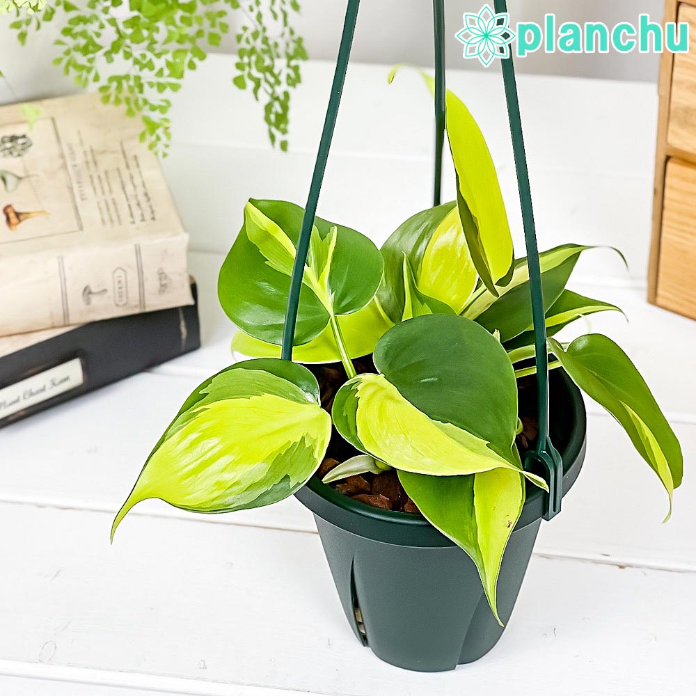 PLANCHU 観葉植物 フィロデンドロン オキシカルディウム ブラジル 4号吊り鉢 育て方説明書付き Philodendron oxycardium ‘Brazil’ 斑入 オキシカルジウム アロイド