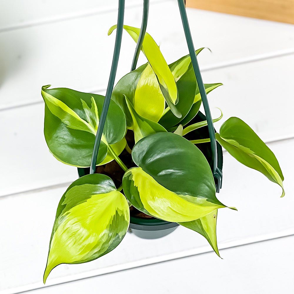 PLANCHU 観葉植物 フィロデンドロン オキシカルディウム ブラジル 4号吊り鉢 育て方説明書付き Philodendron oxycardium ‘Brazil’ 斑入 オキシカルジウム アロイド