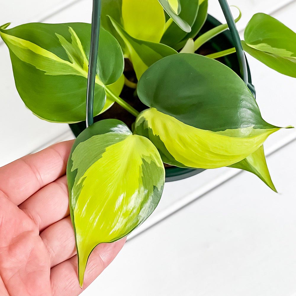 PLANCHU 観葉植物 フィロデンドロン オキシカルディウム ブラジル 4号吊り鉢 育て方説明書付き Philodendron oxycardium ‘Brazil’ 斑入 オキシカルジウム アロイド