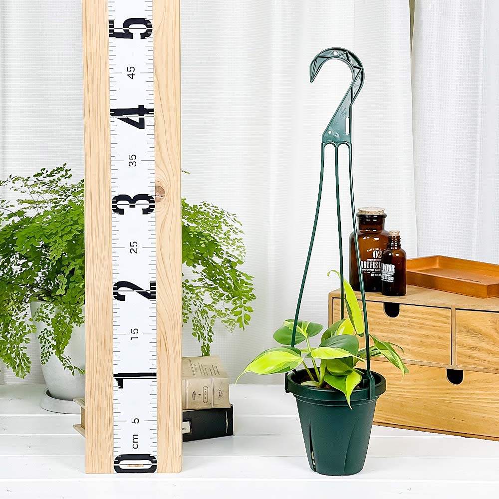 PLANCHU 観葉植物 フィロデンドロン オキシカルディウム ブラジル 4号吊り鉢 育て方説明書付き Philodendron oxycardium ‘Brazil’ 斑入 オキシカルジウム アロイド