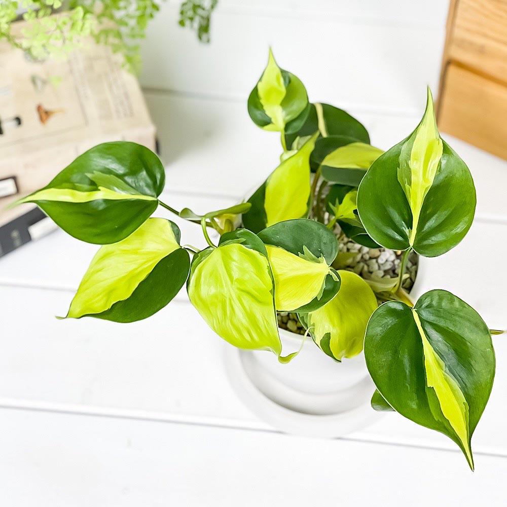 PLANCHU 観葉植物 フィロデンドロン オキシカルディウム ブラジル 4号樹脂鉢 ホワイト サスティー付き 受け皿付き 育て方説明書付き 斑入り オキシカルジウム アロイド
