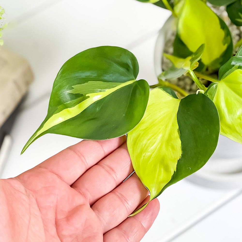 PLANCHU 観葉植物 フィロデンドロン オキシカルディウム ブラジル 4号樹脂鉢 ホワイト サスティー付き 受け皿付き 育て方説明書付き 斑入り オキシカルジウム アロイド