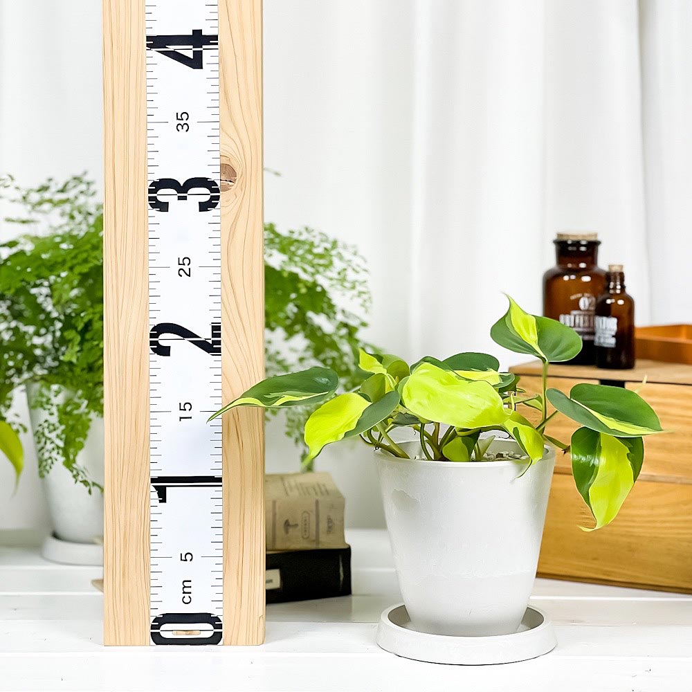 PLANCHU 観葉植物 フィロデンドロン オキシカルディウム ブラジル 4号樹脂鉢 ホワイト サスティー付き 受け皿付き 育て方説明書付き 斑入り オキシカルジウム アロイド