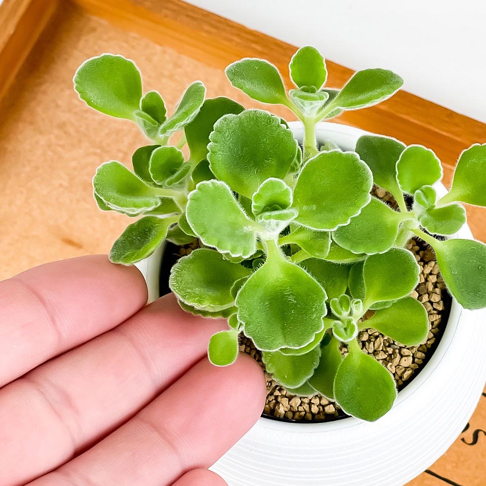 PLANCHU 観葉植物 アロマティカス 3号丸鉢 受け皿付き 育て方説明書付き Plectranthus hadiensis プレクトランサス ハーブ苗 虫除け植物