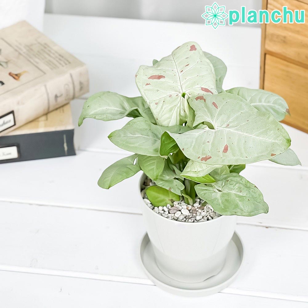PLANCHU 観葉植物 シンゴニウム コンフェッティ 3.5号鉢 受け皿付き 育て方説明書付き Syngonium podophyllum ‘Confetti’ ダズルカラー アロイド
