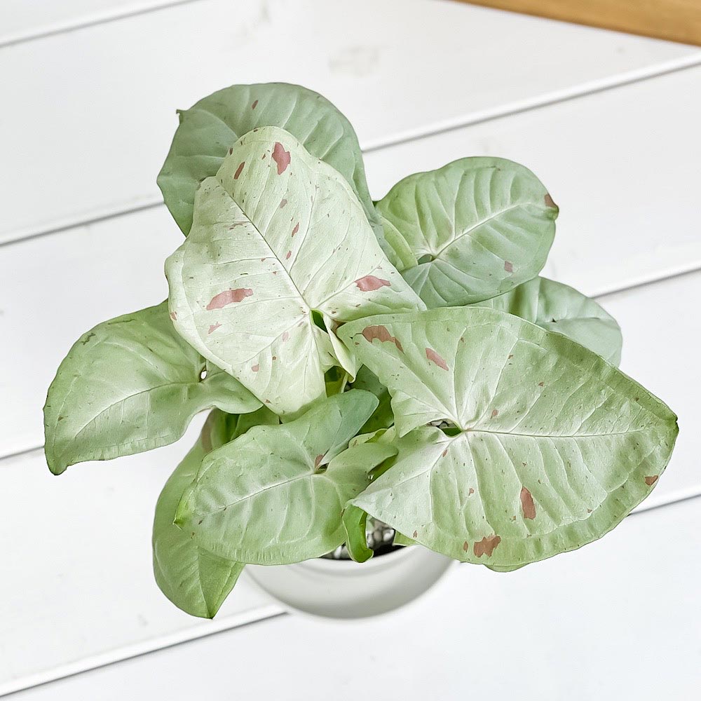 PLANCHU 観葉植物 シンゴニウム コンフェッティ 3.5号鉢 受け皿付き 育て方説明書付き Syngonium podophyllum ‘Confetti’ ダズルカラー アロイド