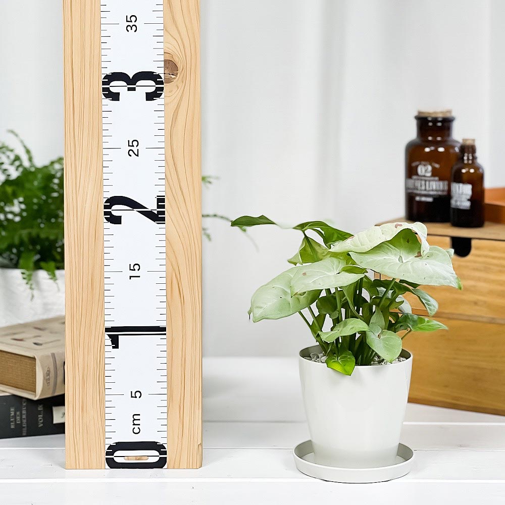 PLANCHU 観葉植物 シンゴニウム コンフェッティ 3.5号鉢 受け皿付き 育て方説明書付き Syngonium podophyllum ‘Confetti’ ダズルカラー アロイド