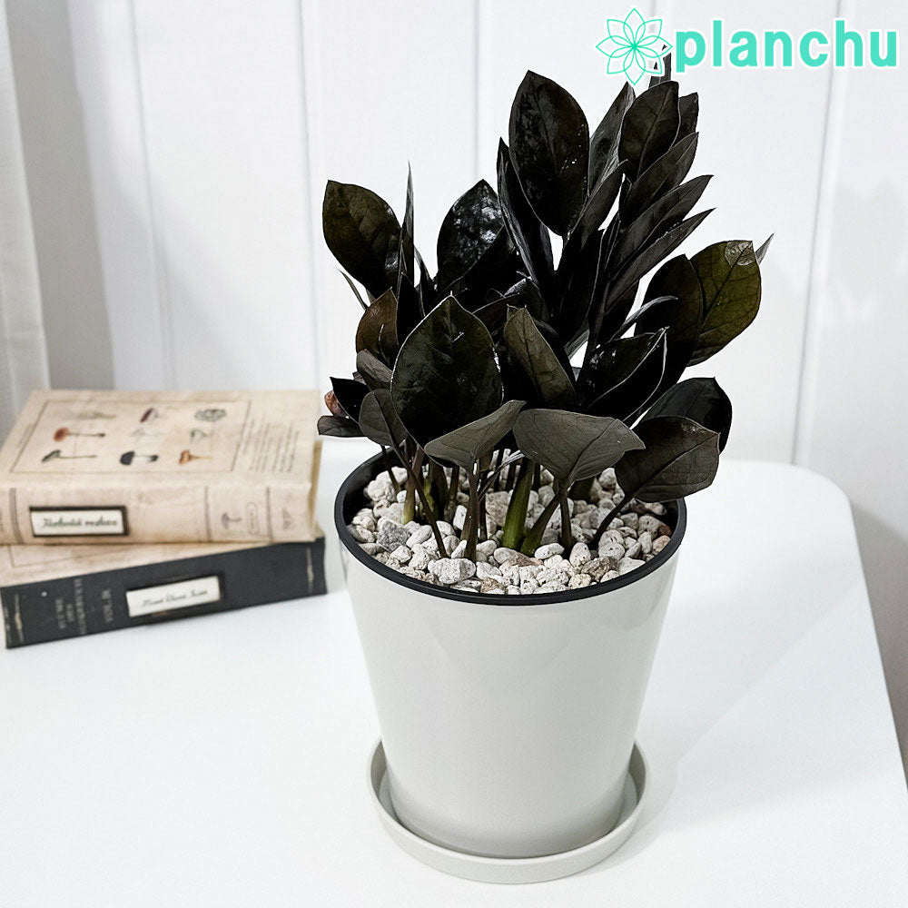 PLANCHU 観葉植物 ザミオクルカス レイブン 5号鉢 受け皿付き 育て方説明書付き PVP Zamioculcas ‘Raven’ レイヴン 金銭樹