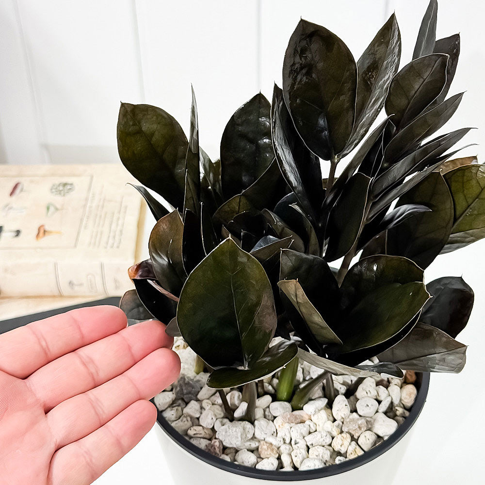 PLANCHU 観葉植物 ザミオクルカス レイブン 5号鉢 受け皿付き 育て方説明書付き PVP Zamioculcas ‘Raven’ レイヴン 金銭樹