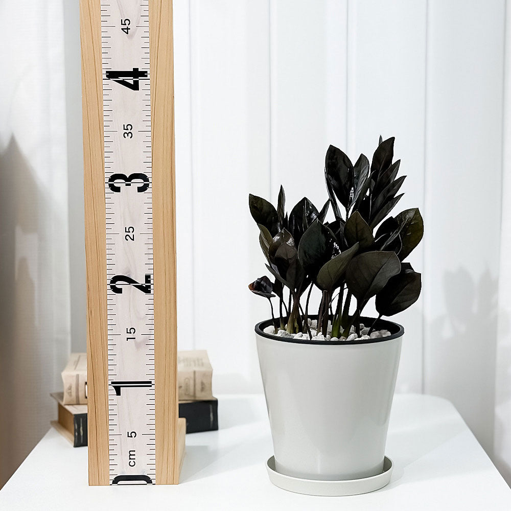 PLANCHU 観葉植物 ザミオクルカス レイブン 5号鉢 受け皿付き 育て方説明書付き PVP Zamioculcas ‘Raven’ レイヴン 金銭樹