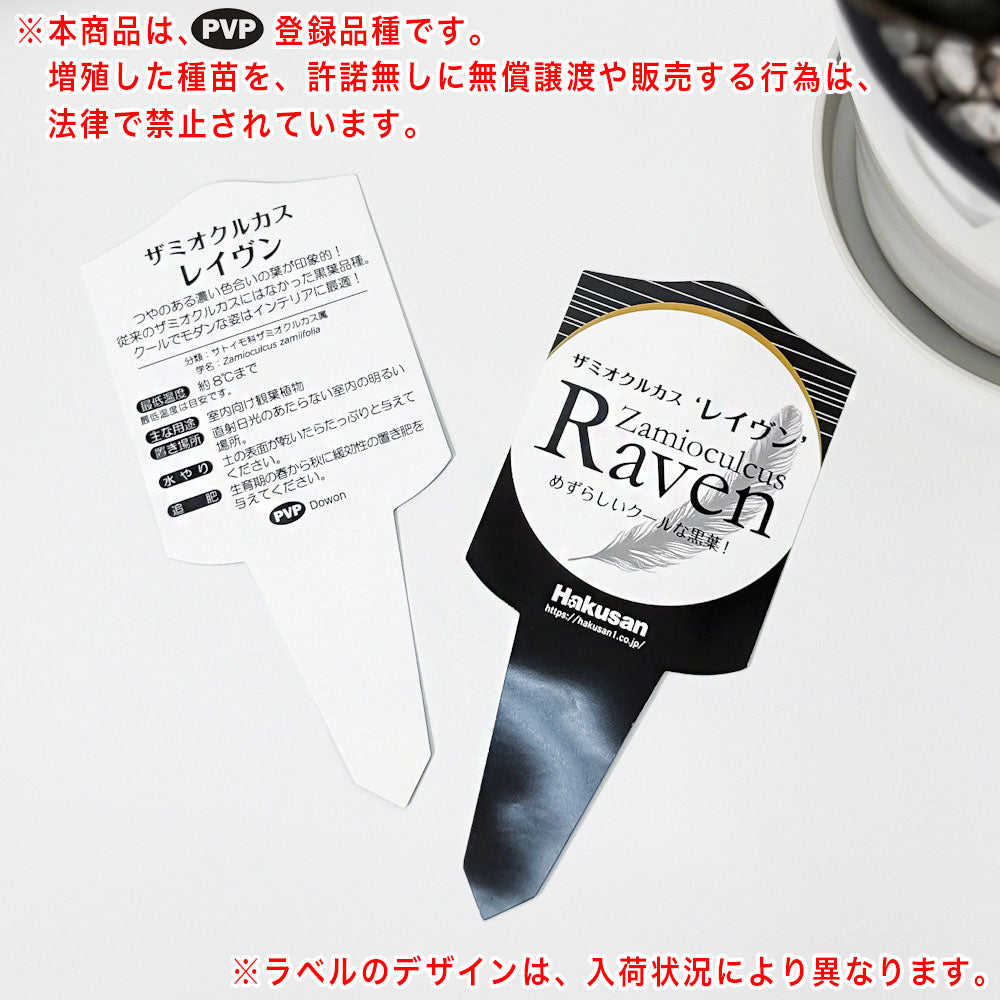 PLANCHU 観葉植物 ザミオクルカス レイブン 5号鉢 受け皿付き 育て方説明書付き PVP Zamioculcas ‘Raven’ レイヴン 金銭樹
