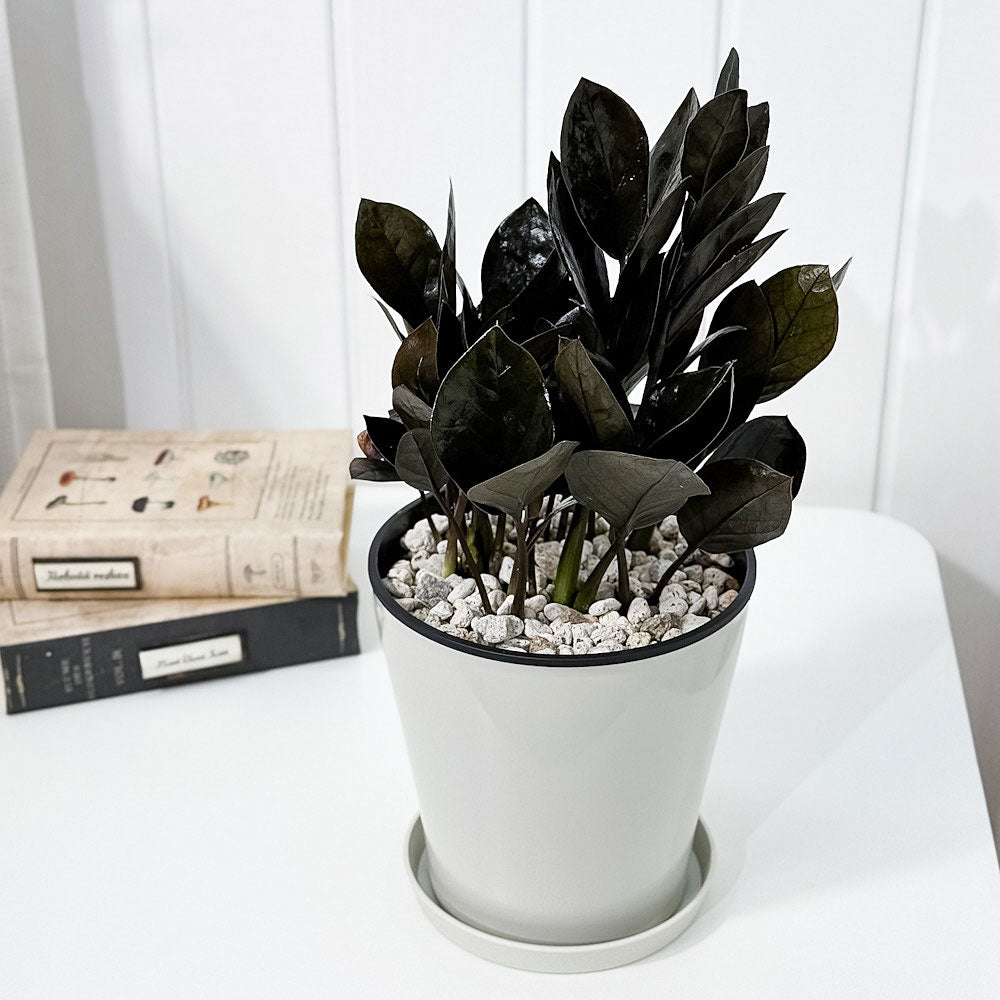 PLANCHU 観葉植物 ザミオクルカス レイブン 5号鉢 受け皿付き 育て方説明書付き PVP Zamioculcas ‘Raven’ レイヴン 金銭樹