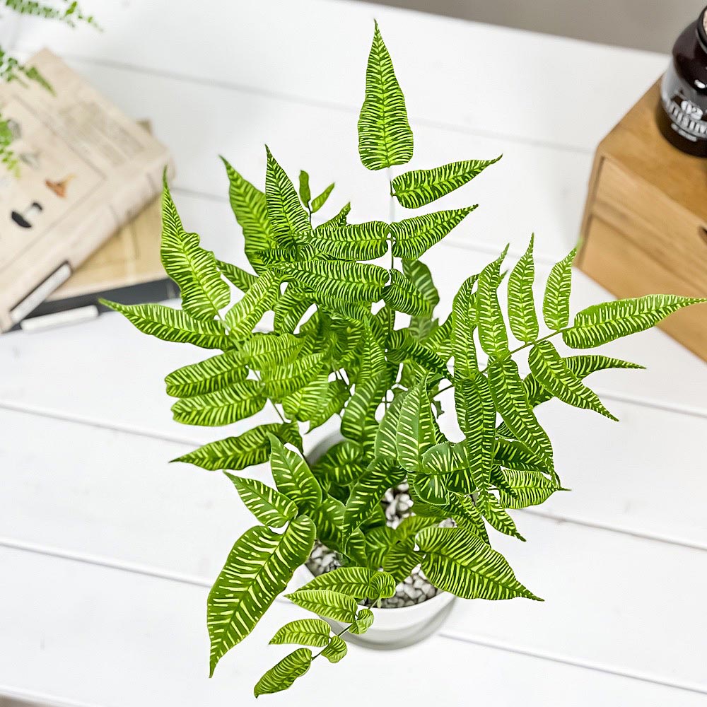 PLANCHU 観葉植物 コニオグランメ エメイエンシス ゴールデンゼブラ 4号鉢 受け皿付き 育て方説明書付き Coniogramme emeiensis ‘Golden Zebra’ シダ
