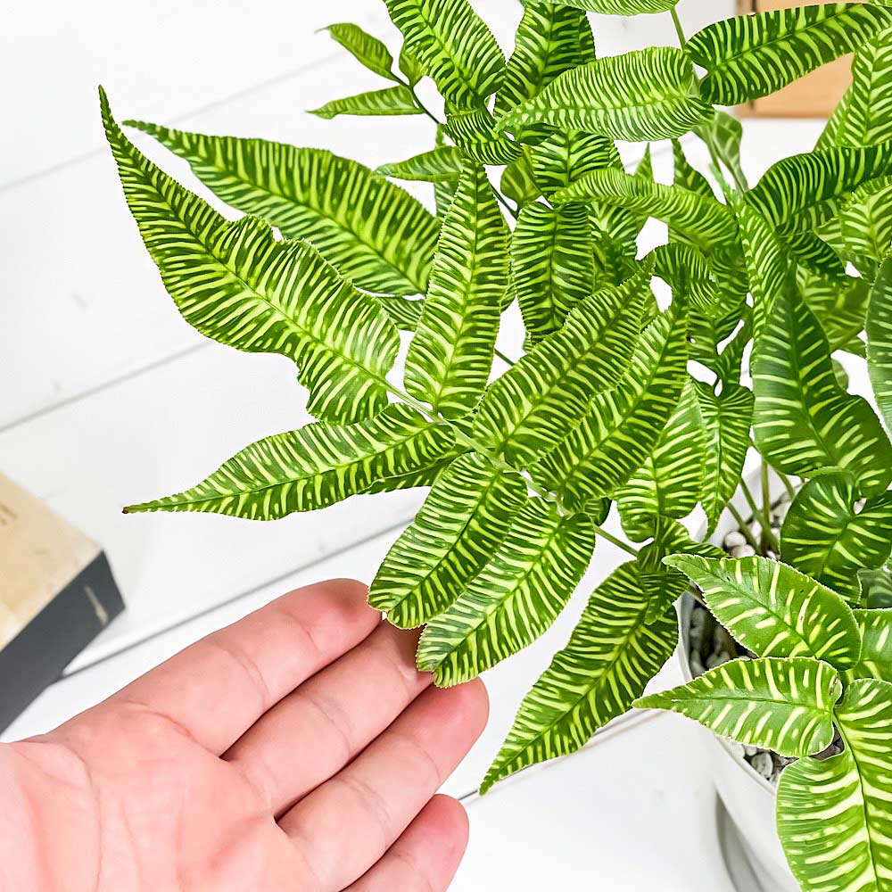 PLANCHU 観葉植物 コニオグランメ エメイエンシス ゴールデンゼブラ 4号鉢 受け皿付き 育て方説明書付き Coniogramme emeiensis ‘Golden Zebra’ シダ
