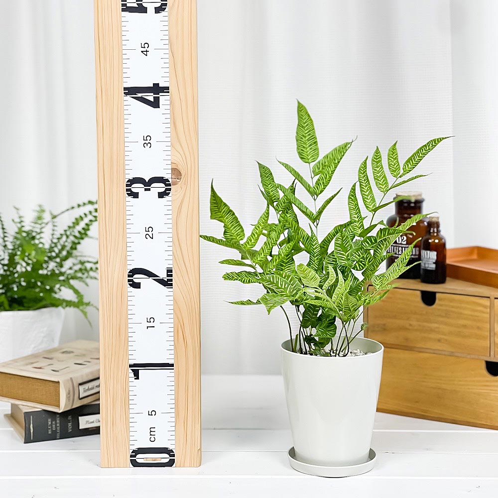 PLANCHU 観葉植物 コニオグランメ エメイエンシス ゴールデンゼブラ 4号鉢 受け皿付き 育て方説明書付き Coniogramme emeiensis ‘Golden Zebra’ シダ
