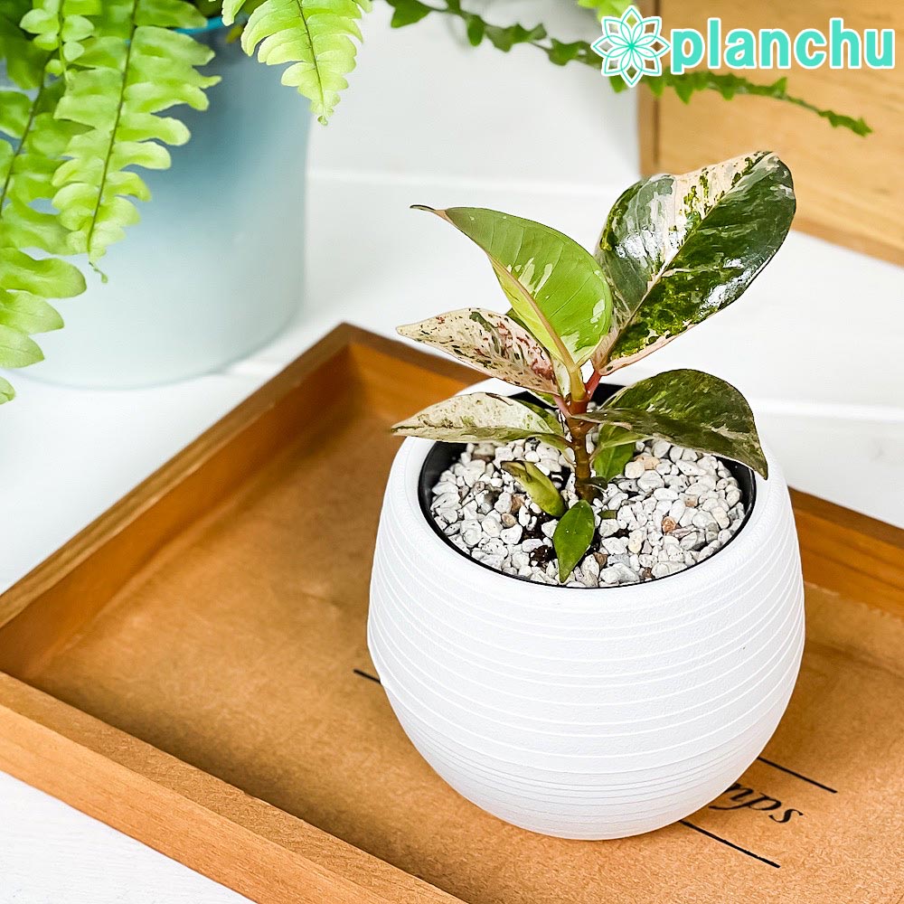 PLANCHU 観葉植物 フィカス ジン 3号丸鉢 受け皿付き 育て方説明書付き Ficus elastica ‘Gin’ 斑入り