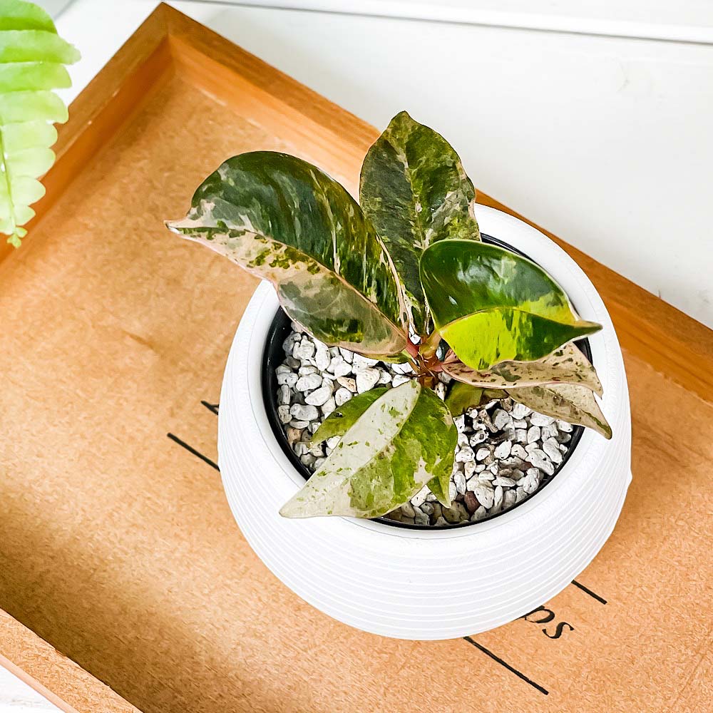 PLANCHU 観葉植物 フィカス ジン 3号丸鉢 3鉢セット 受け皿付き 育て方説明書付き Ficus elastica ‘Gin’ 斑入り レア品種