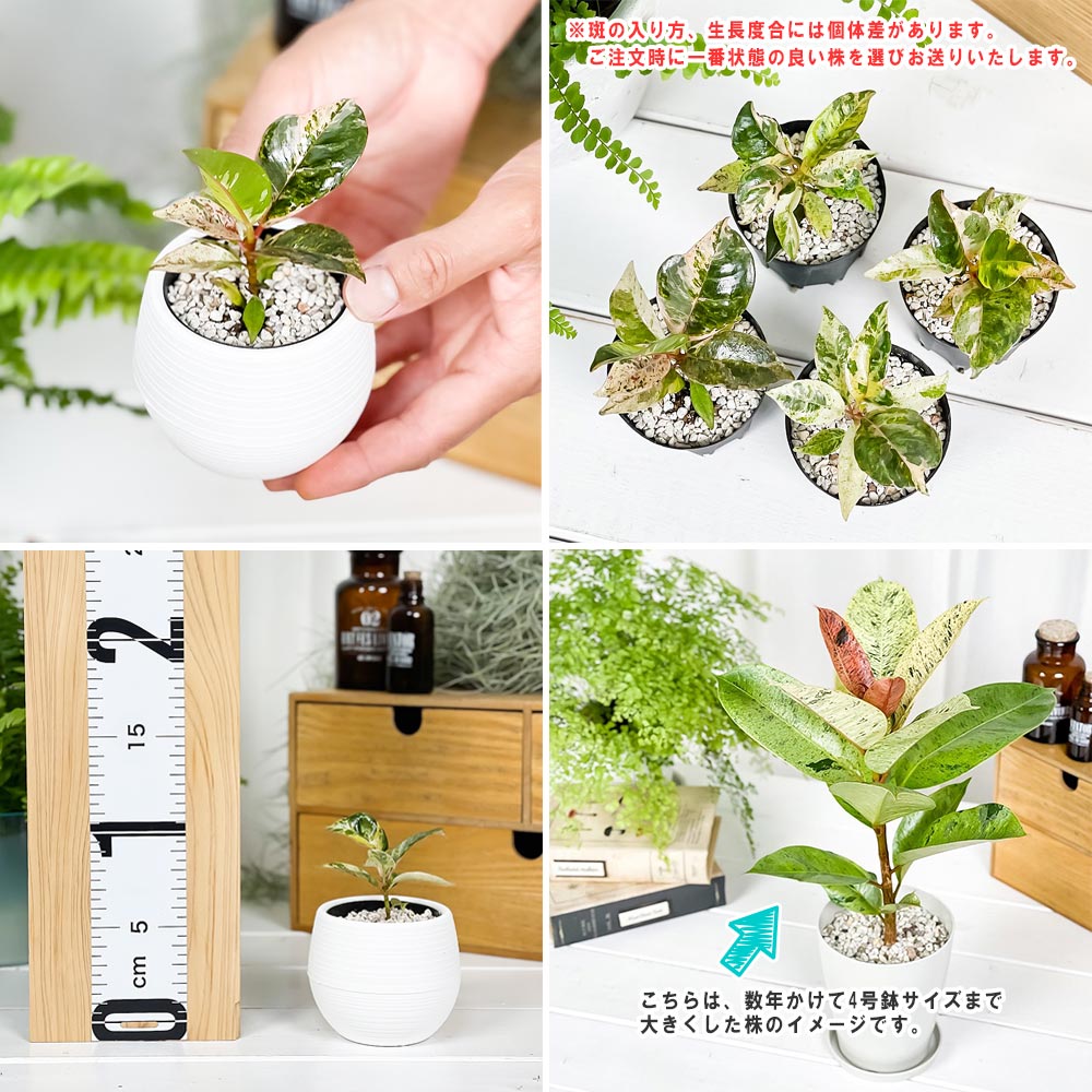 PLANCHU 観葉植物 フィカス ジン 3号丸鉢 3鉢セット 受け皿付き 育て方説明書付き Ficus elastica ‘Gin’ 斑入り レア品種