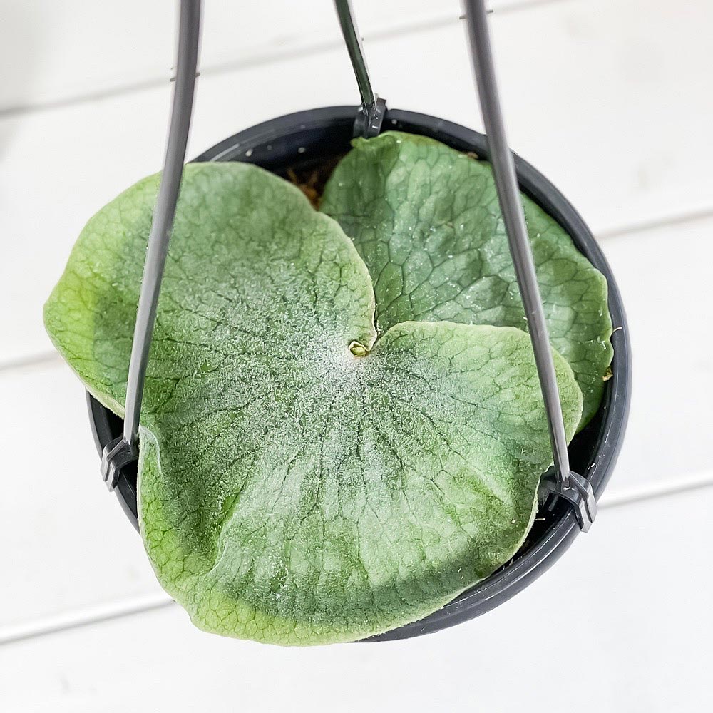 PLANCHU 観葉植物 プラティケリウム スパーバム 5号吊り鉢 育て方説明書付き Platycerium superbum ビカクシダ コウモリラン シダ植物 スーパーバム スペルブム
