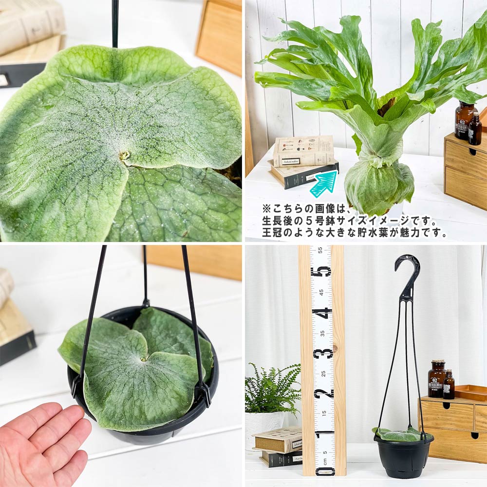 PLANCHU 観葉植物 プラティケリウム スパーバム 5号吊り鉢 育て方説明書付き Platycerium superbum ビカクシダ コウモリラン シダ植物 スーパーバム スペルブム