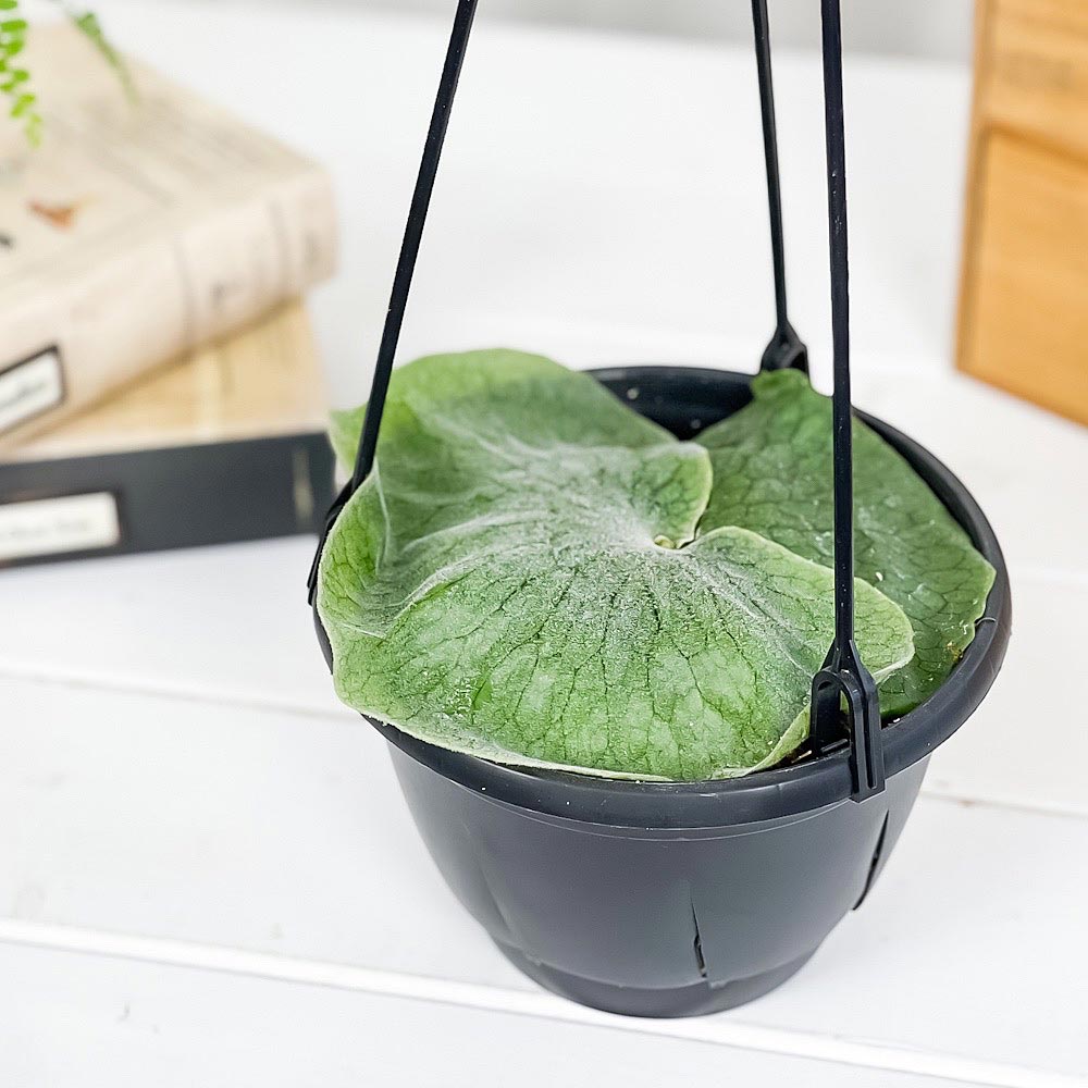 PLANCHU 観葉植物 プラティケリウム スパーバム 5号吊り鉢 育て方説明書付き Platycerium superbum ビカクシダ コウモリラン シダ植物 スーパーバム スペルブム