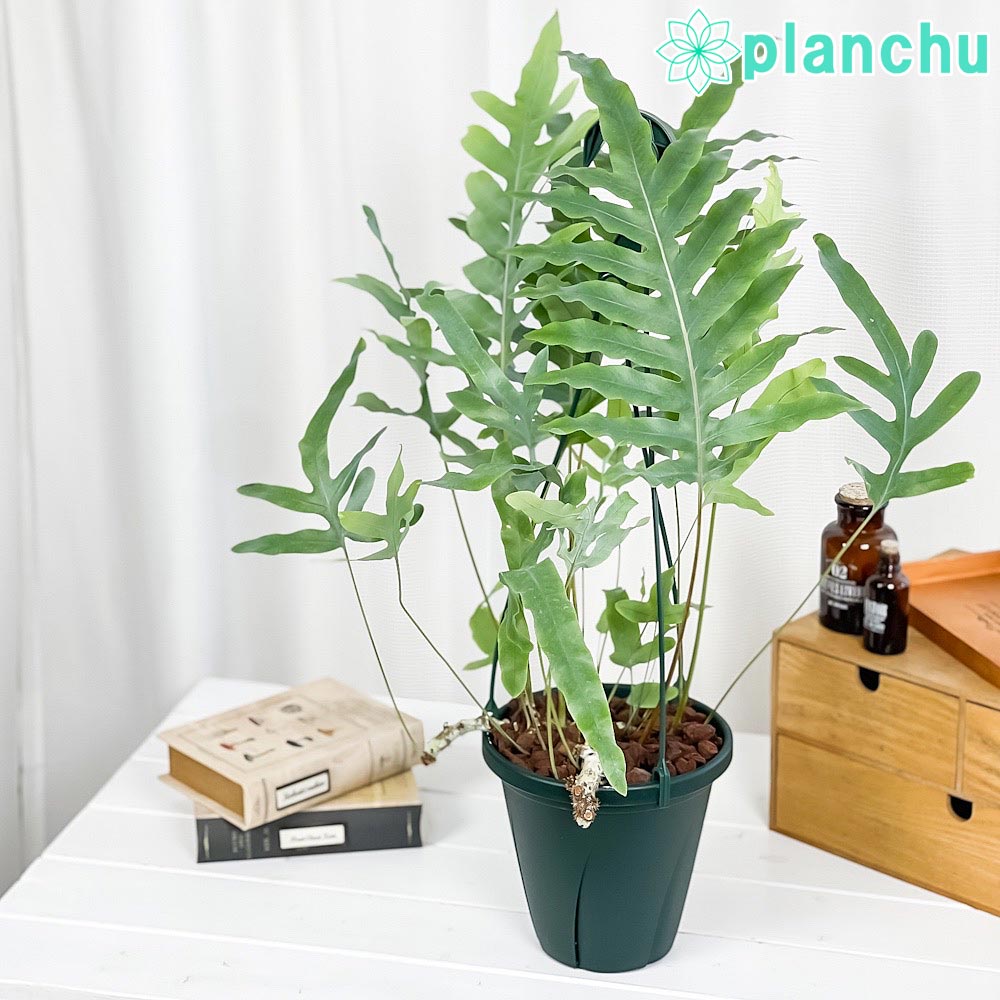 PLANCHU 観葉植物 フレボディウム ブルースター 6号吊り鉢 育て方説明書付き Phlebodium aureum ‘Mandaianum’ シダ植物