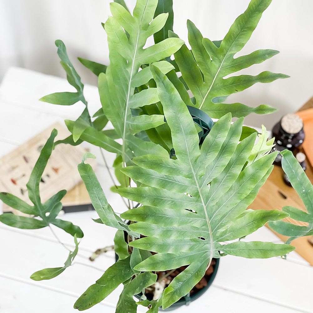 PLANCHU 観葉植物 フレボディウム ブルースター 6号吊り鉢 育て方説明書付き Phlebodium aureum ‘Mandaianum’ シダ植物