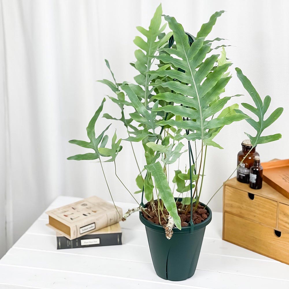 PLANCHU 観葉植物 フレボディウム ブルースター 6号吊り鉢 育て方説明書付き Phlebodium aureum ‘Mandaianum’ シダ植物