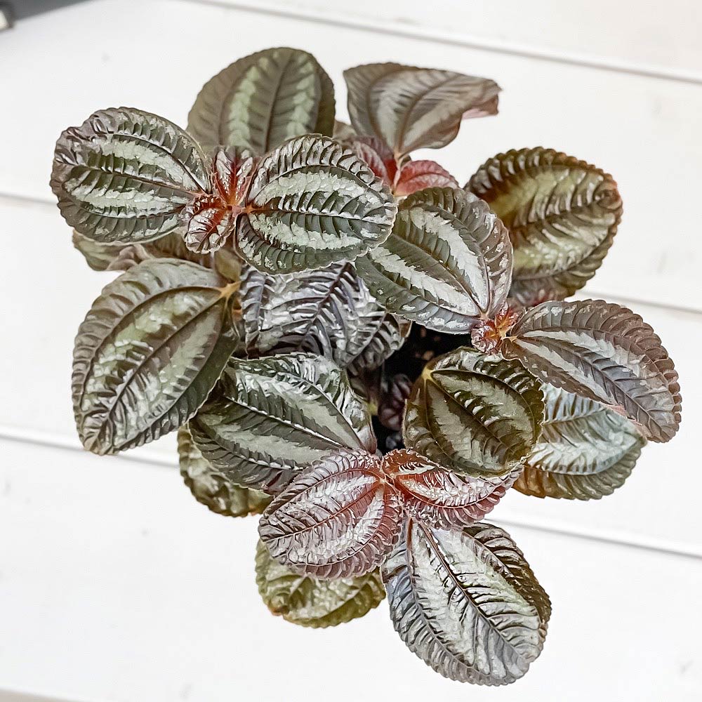 PLANCHU 観葉植物 ピレア インボルクラータ 3.5号鉢 受け皿付き 育て方説明書付き Pilea involucrata