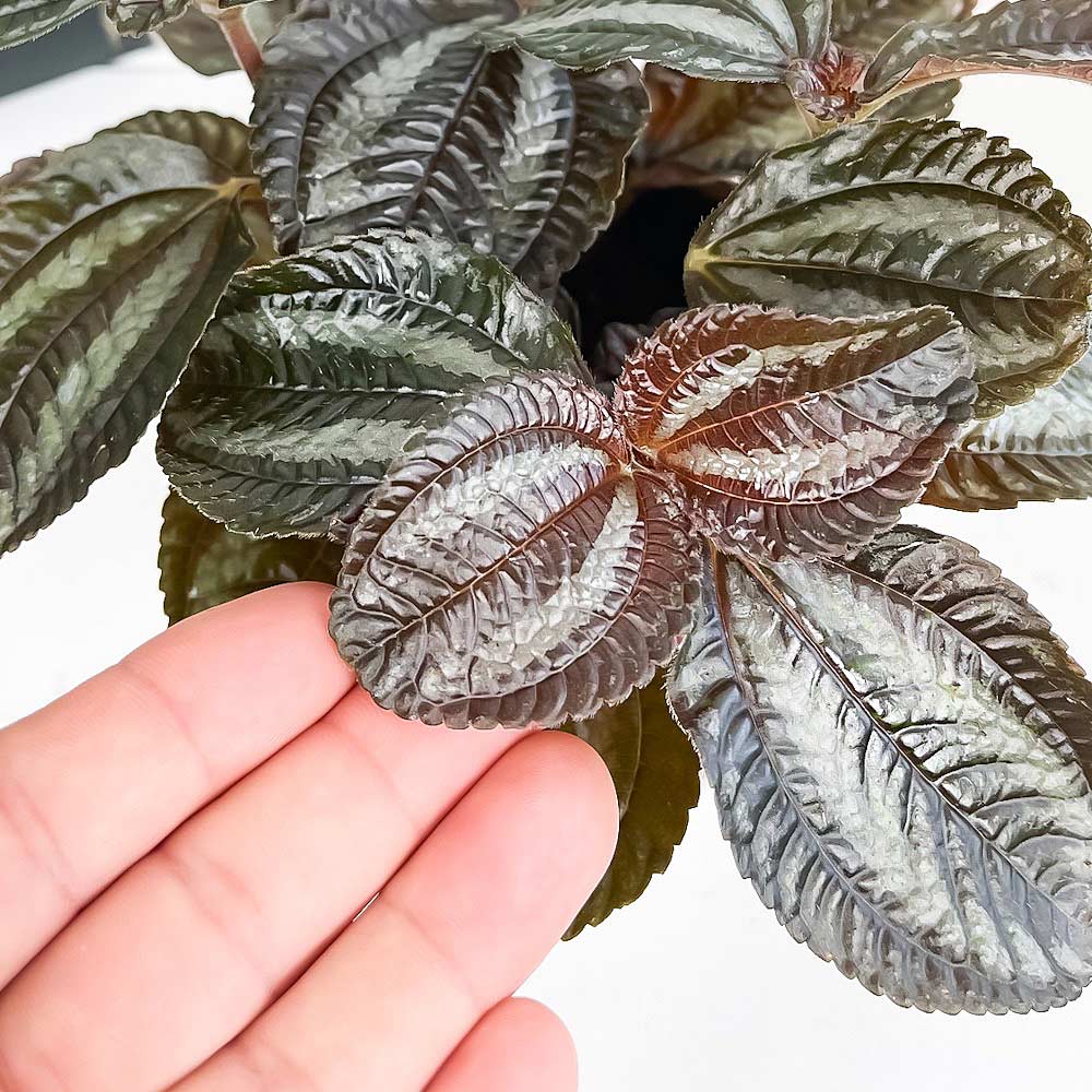 PLANCHU 観葉植物 ピレア インボルクラータ 3.5号鉢 受け皿付き 育て方説明書付き Pilea involucrata