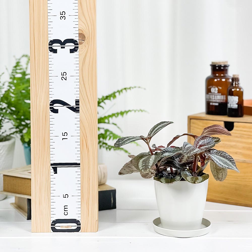PLANCHU 観葉植物 ピレア インボルクラータ 3.5号鉢 受け皿付き 育て方説明書付き Pilea involucrata