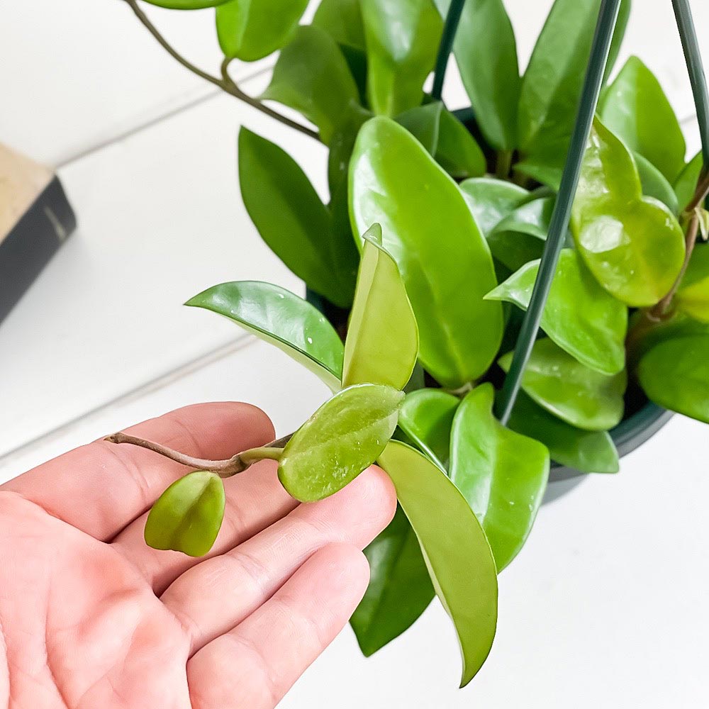 PLANCHU 観葉植物 ホヤ カルノーサ グリーン 4号吊り鉢 育て方説明書付き Hoya carnosa ‘Green’ ガガイモ サクララン 桜蘭