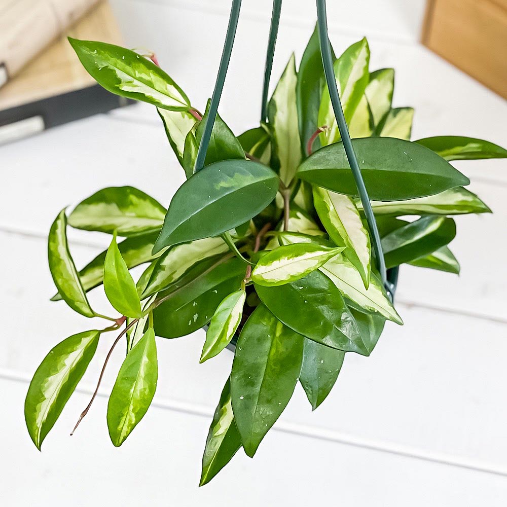 PLANCHU 観葉植物 ホヤ カルノーサ エキゾチカ 4号吊り鉢 育て方説明書付き Hoya carnosa ‘Exotica’ ガガイモ サクララン 桜蘭