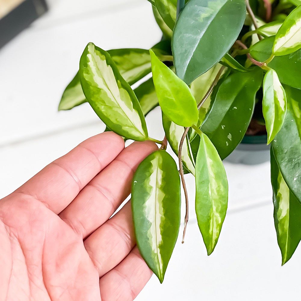 PLANCHU 観葉植物 ホヤ カルノーサ エキゾチカ 4号吊り鉢 育て方説明書付き Hoya carnosa ‘Exotica’ ガガイモ サクララン 桜蘭
