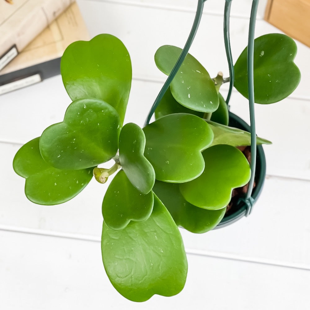 PLANCHU 観葉植物 ホヤ カーリー 4号吊り鉢 育て方説明書付き Hoya kerrii ハートホヤ ガガイモ サクララン 桜蘭