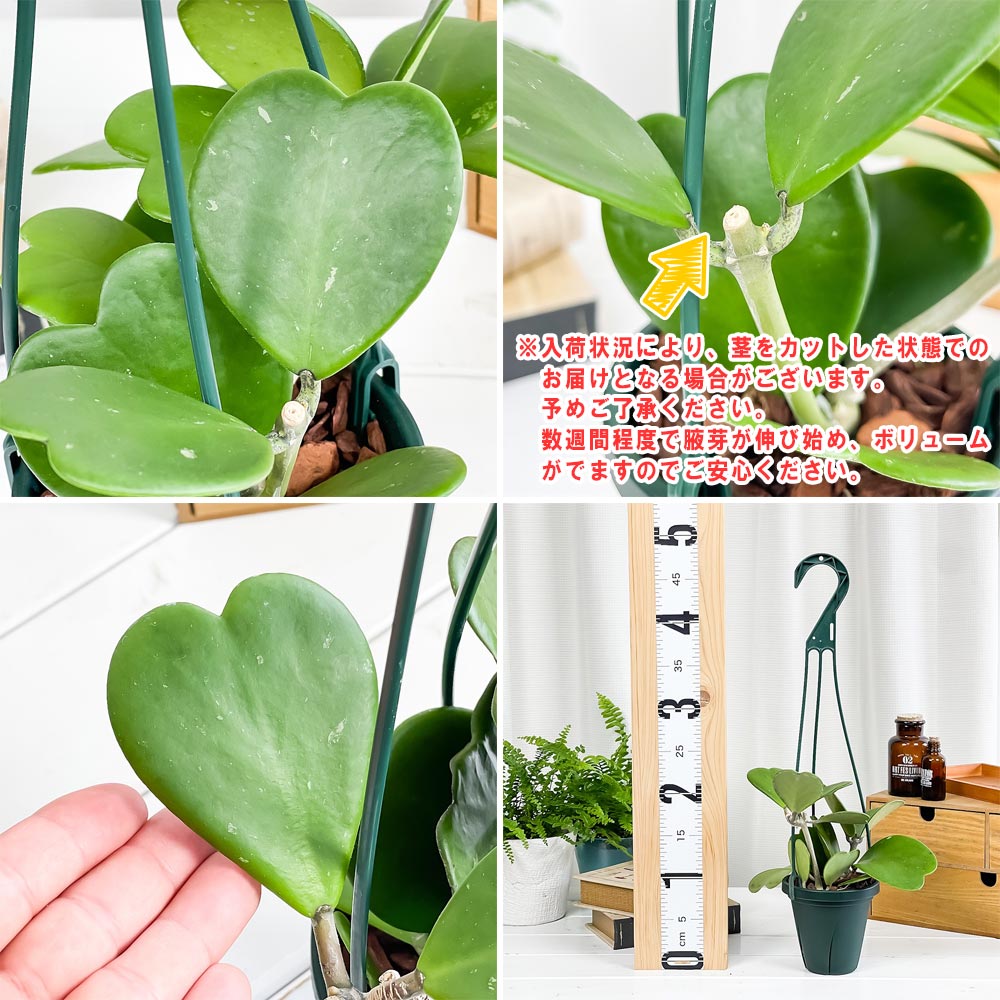 PLANCHU 観葉植物 ホヤ カーリー 4号吊り鉢 育て方説明書付き Hoya kerrii ハートホヤ ガガイモ サクララン 桜蘭