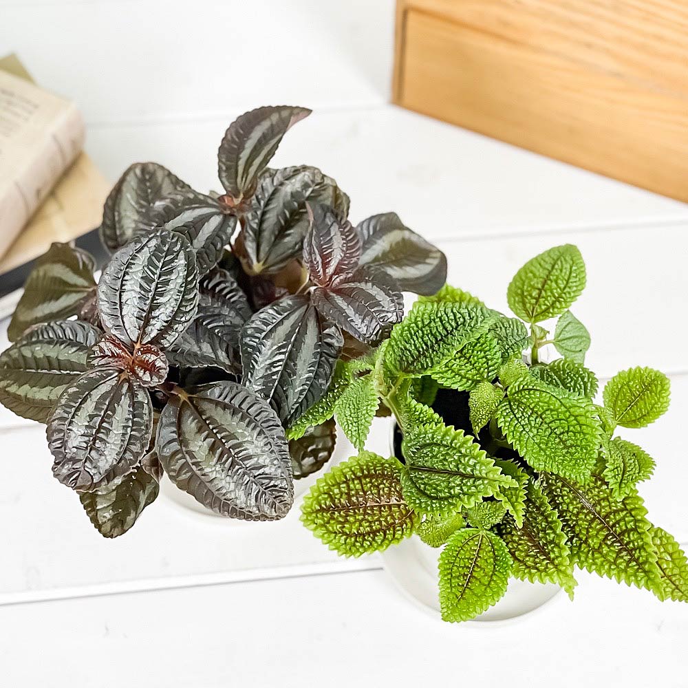 PLANCHU 観葉植物 ピレア 2種セット インボルクラータ & ムーンバレー 3.5号鉢 受け皿付き 育て方説明書付き