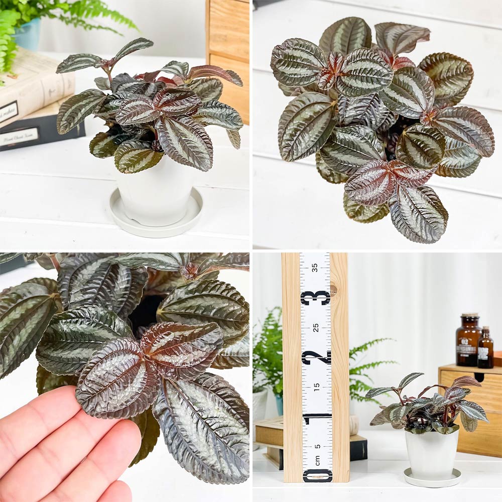 PLANCHU 観葉植物 ピレア 2種セット インボルクラータ & ムーンバレー 3.5号鉢 受け皿付き 育て方説明書付き
