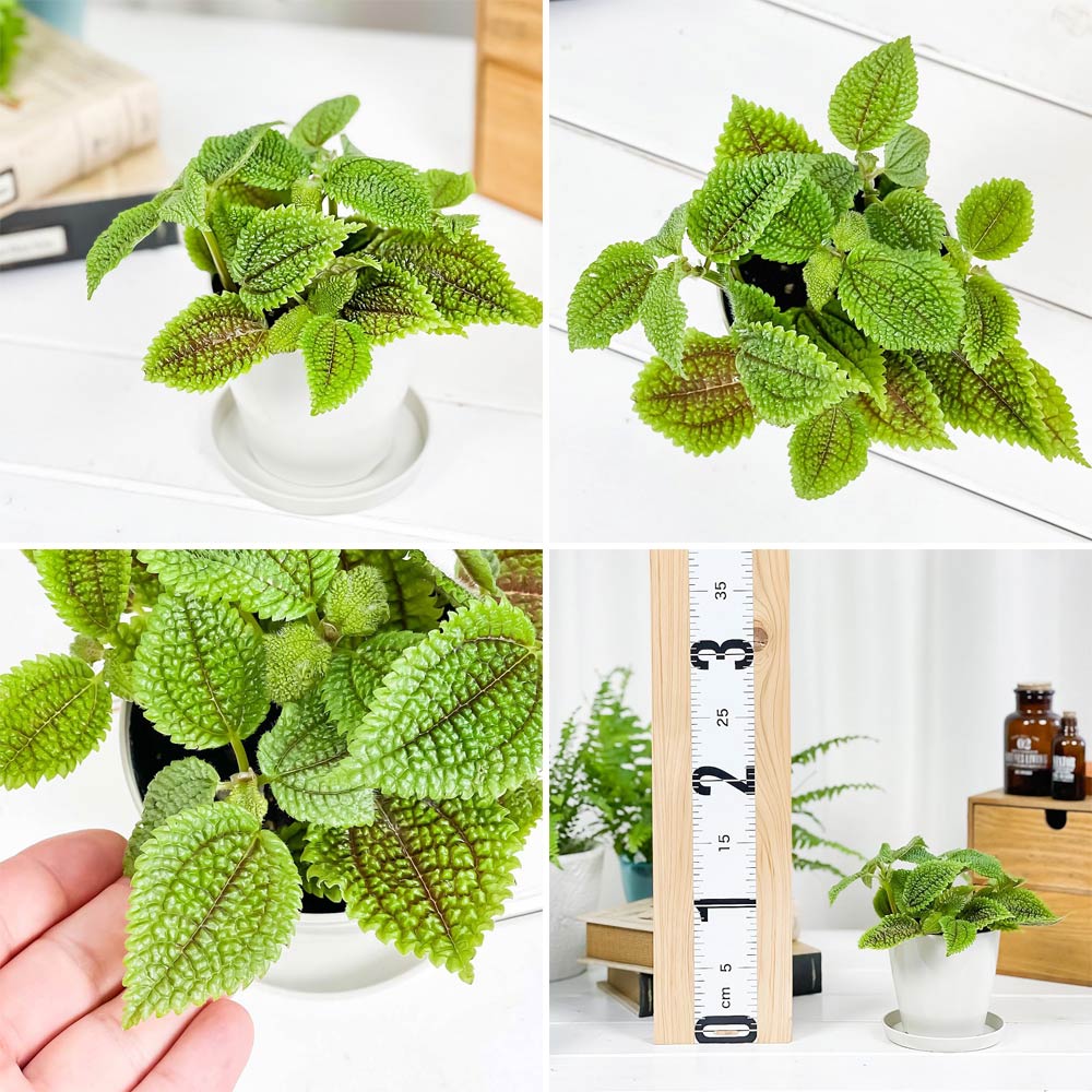 PLANCHU 観葉植物 ピレア 2種セット インボルクラータ & ムーンバレー 3.5号鉢 受け皿付き 育て方説明書付き