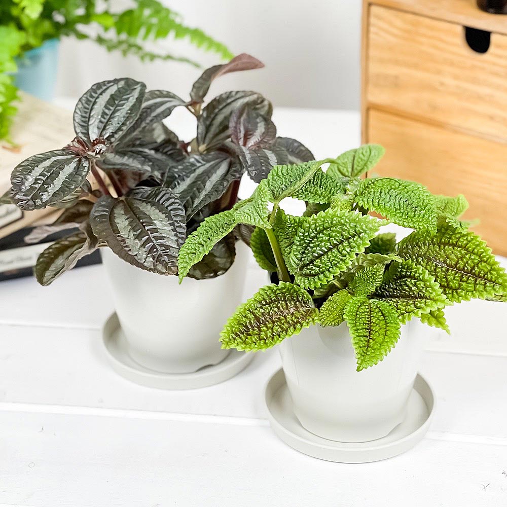 PLANCHU 観葉植物 ピレア 2種セット インボルクラータ & ムーンバレー 3.5号鉢 受け皿付き 育て方説明書付き