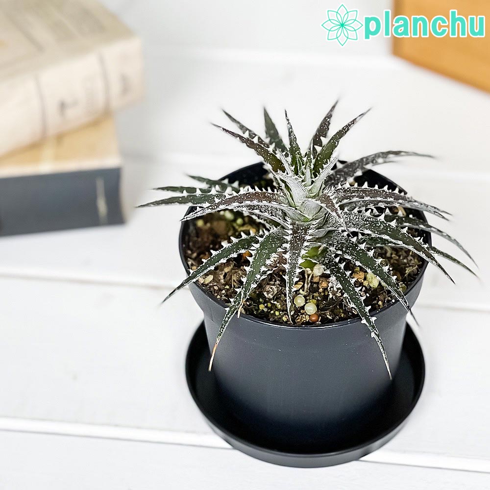 PLANCHU 観葉植物 ディッキア ブリットルスター 3.5号鉢 受け皿付き