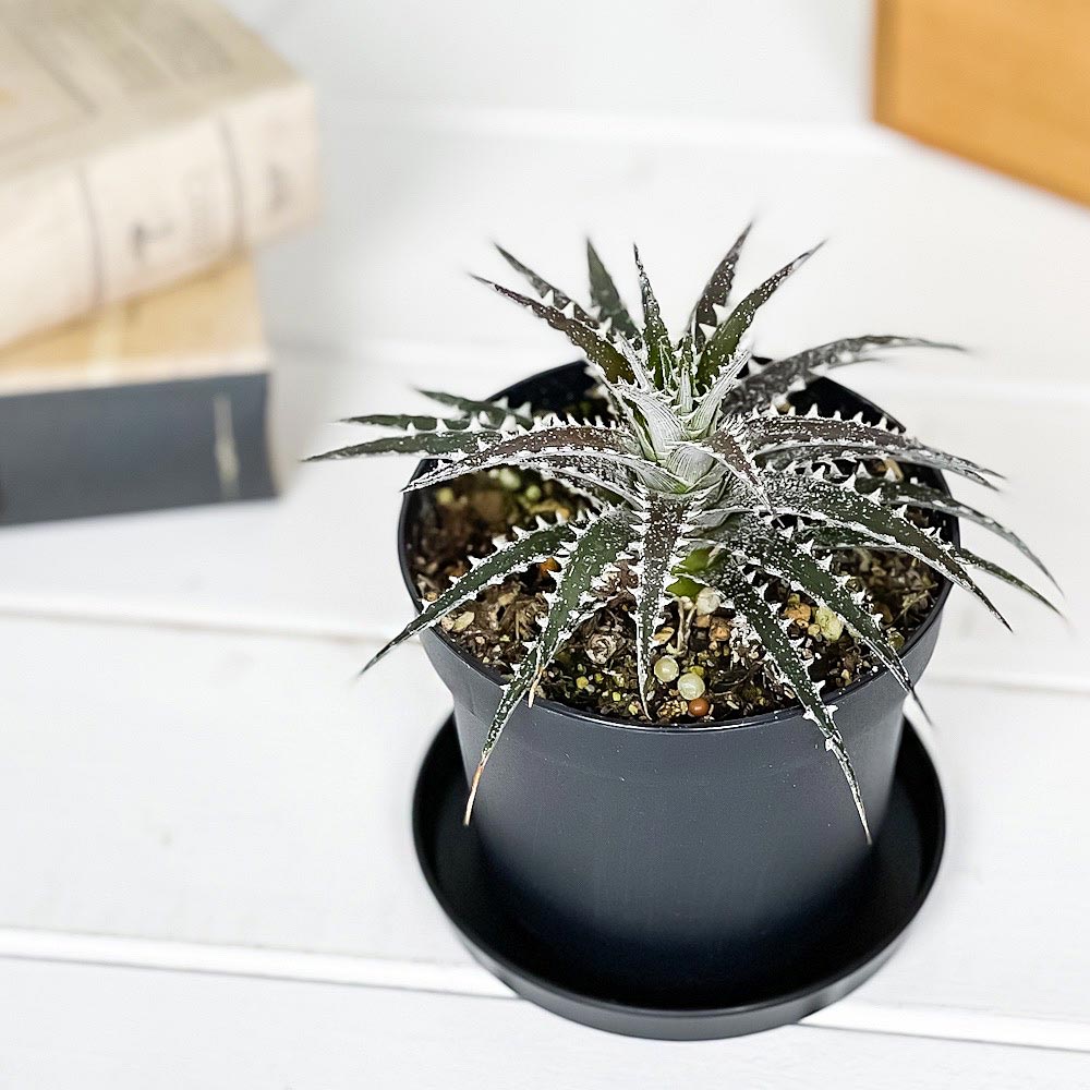 PLANCHU 観葉植物 ディッキア ブリットルスター 3.5号鉢 受け皿付き 育て方説明書付き Dyckia ‘Brittle Star’ グラウンドブロメリア
