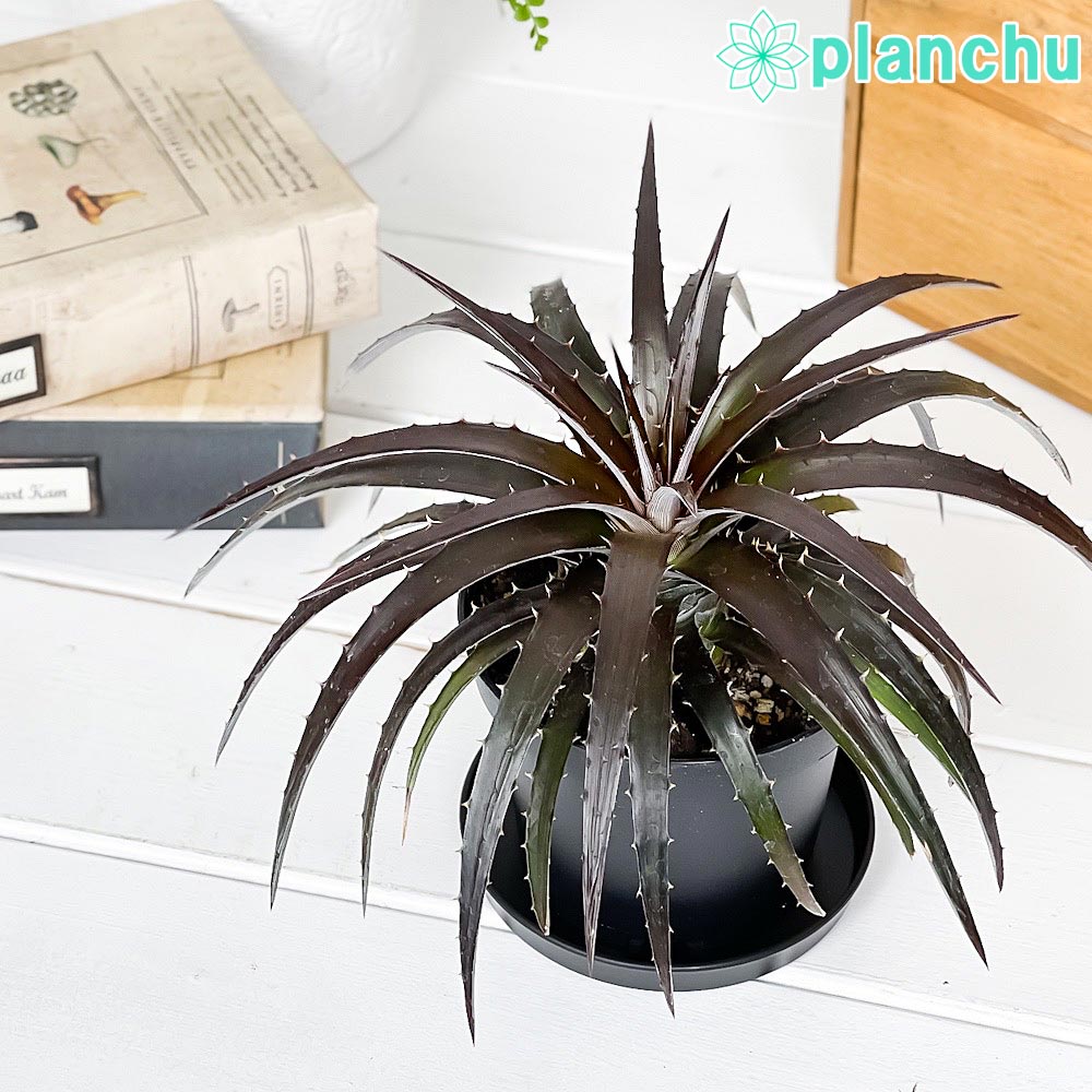 PLANCHU 観葉植物 ディッキア バーガンディアイス 3.5号鉢 受け皿付き 育て方説明書付き Dyckia ‘Burgundy Ice’ グラウンドブロメリア