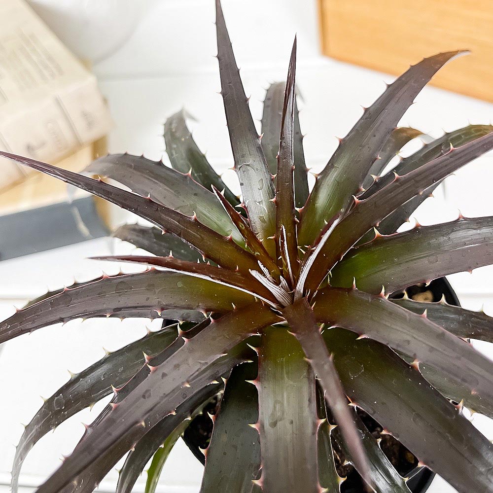 PLANCHU 観葉植物 ディッキア バーガンディアイス 3.5号鉢 受け皿付き 育て方説明書付き Dyckia ‘Burgundy Ice’ グラウンドブロメリア